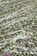 Parure de lit réversible MYOSOTIS 240 x 220 cm + 2 taies 100% coton 57 fils